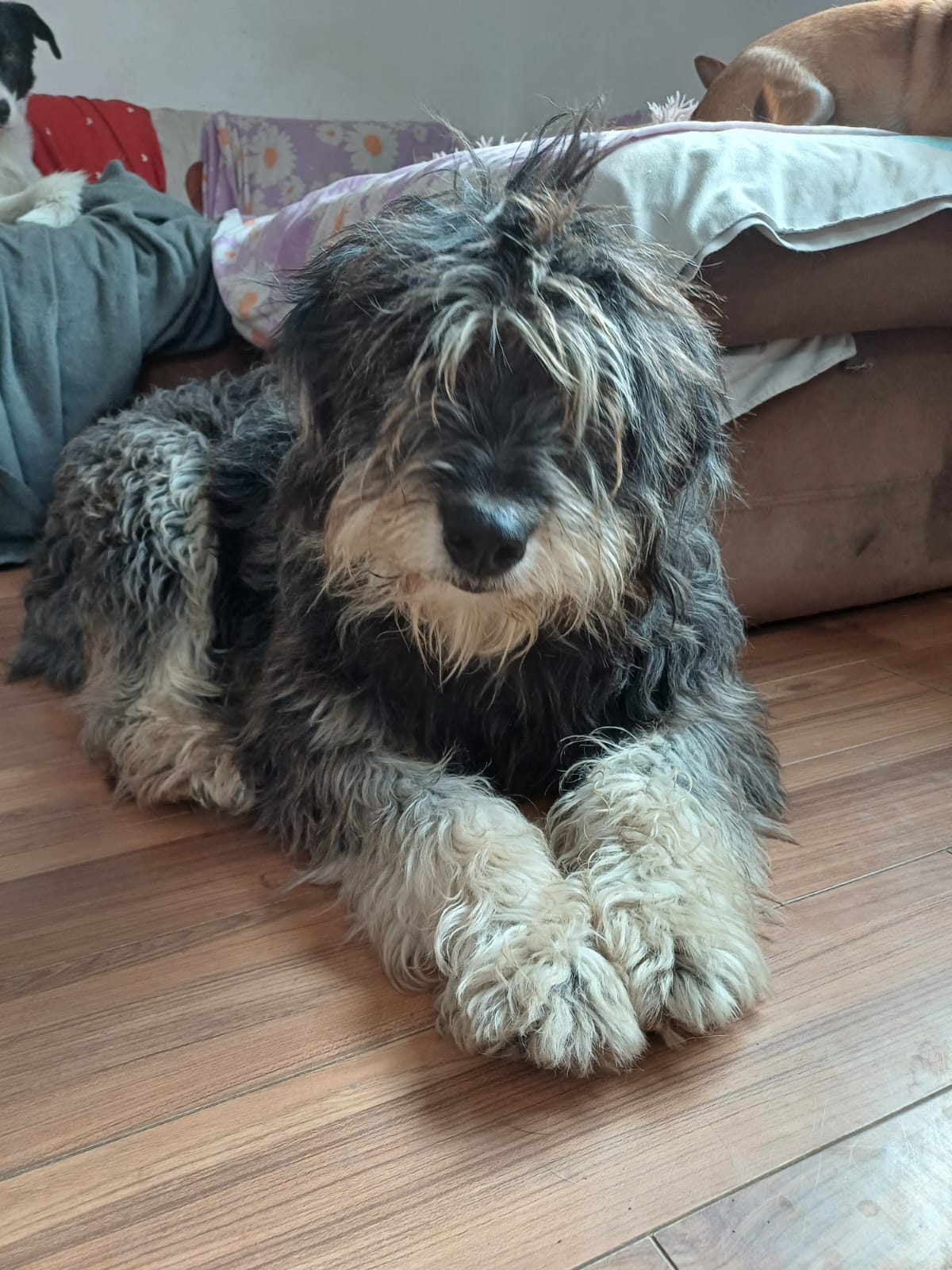 Taya 🐾