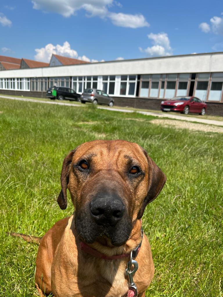 Dimi