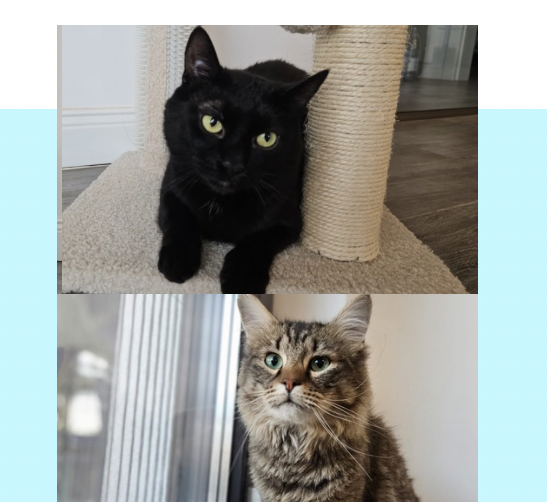 Kormos&Maki 🐾🐈🐈‍⬛