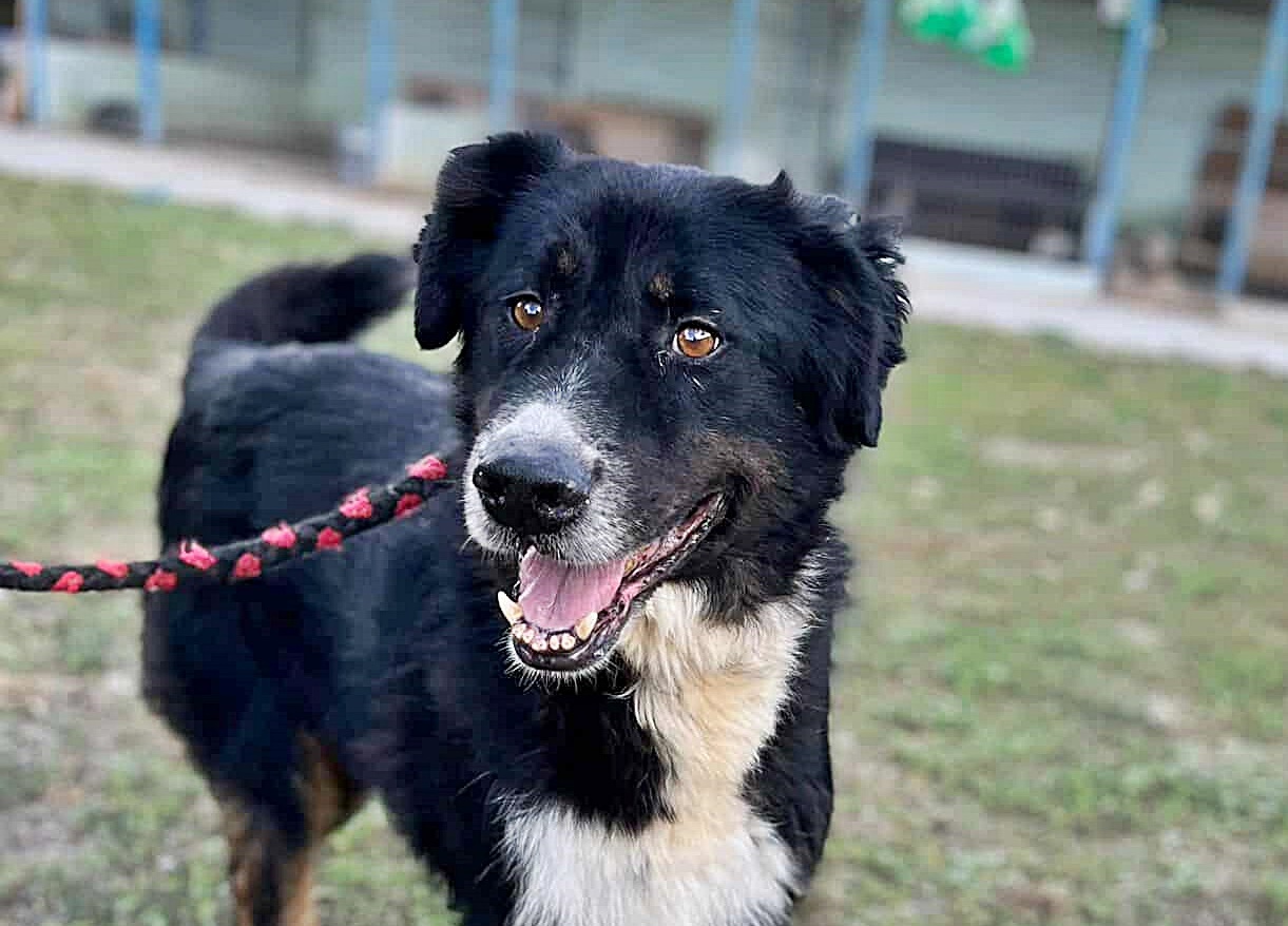 Jack sucht einen Gnadenplatz