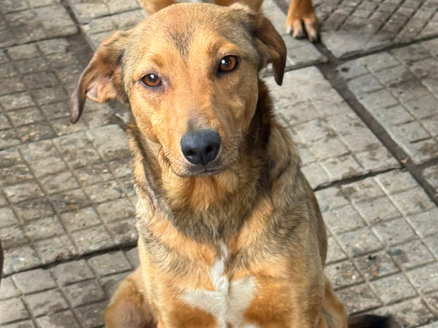 🧸Freundlicher junger Brownie🐾