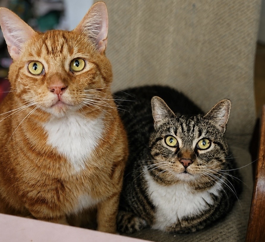 Kimba & Nacho