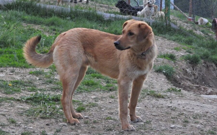 Pongo