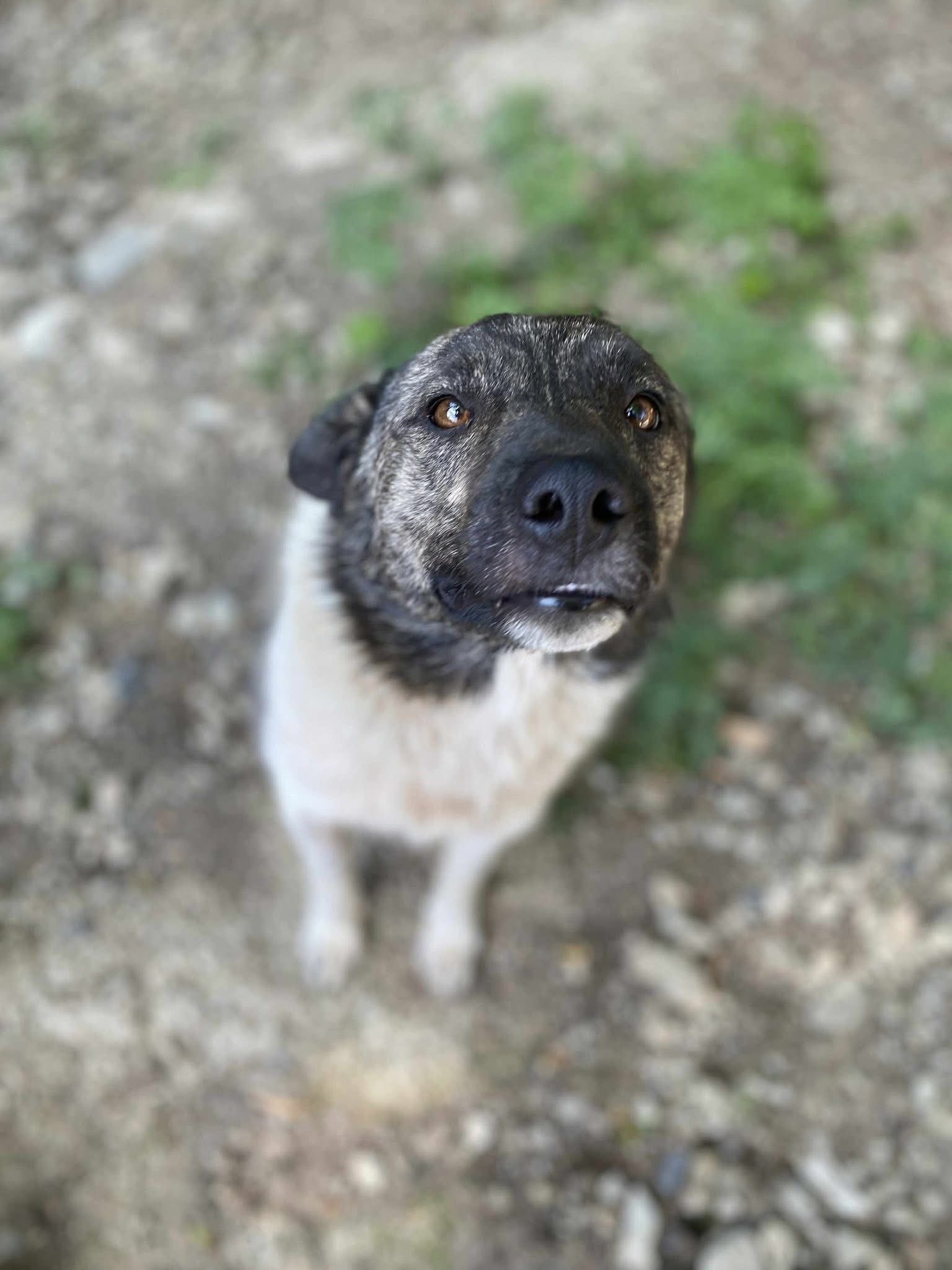 Cooper (AA) 🐾🐕