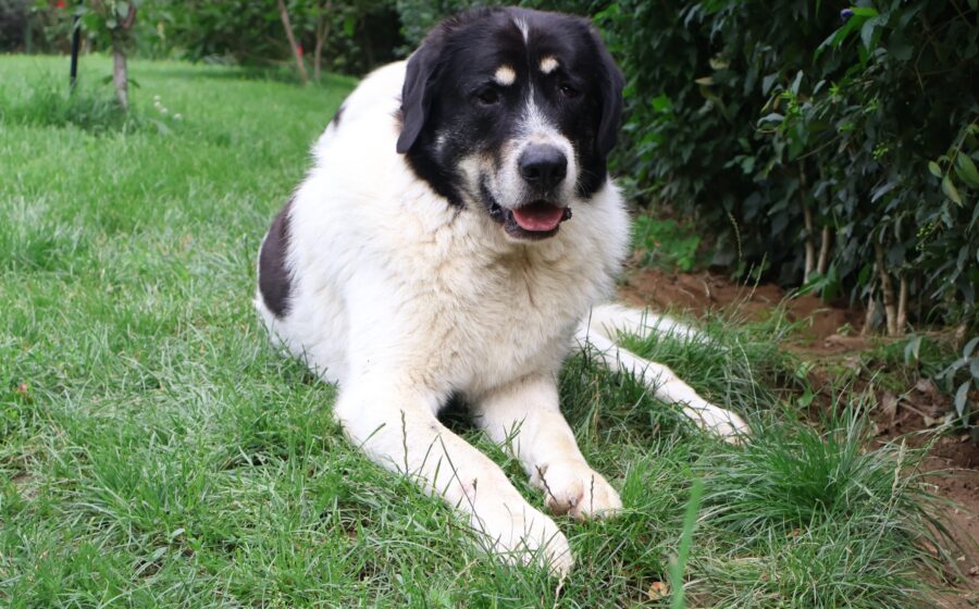 Benschi