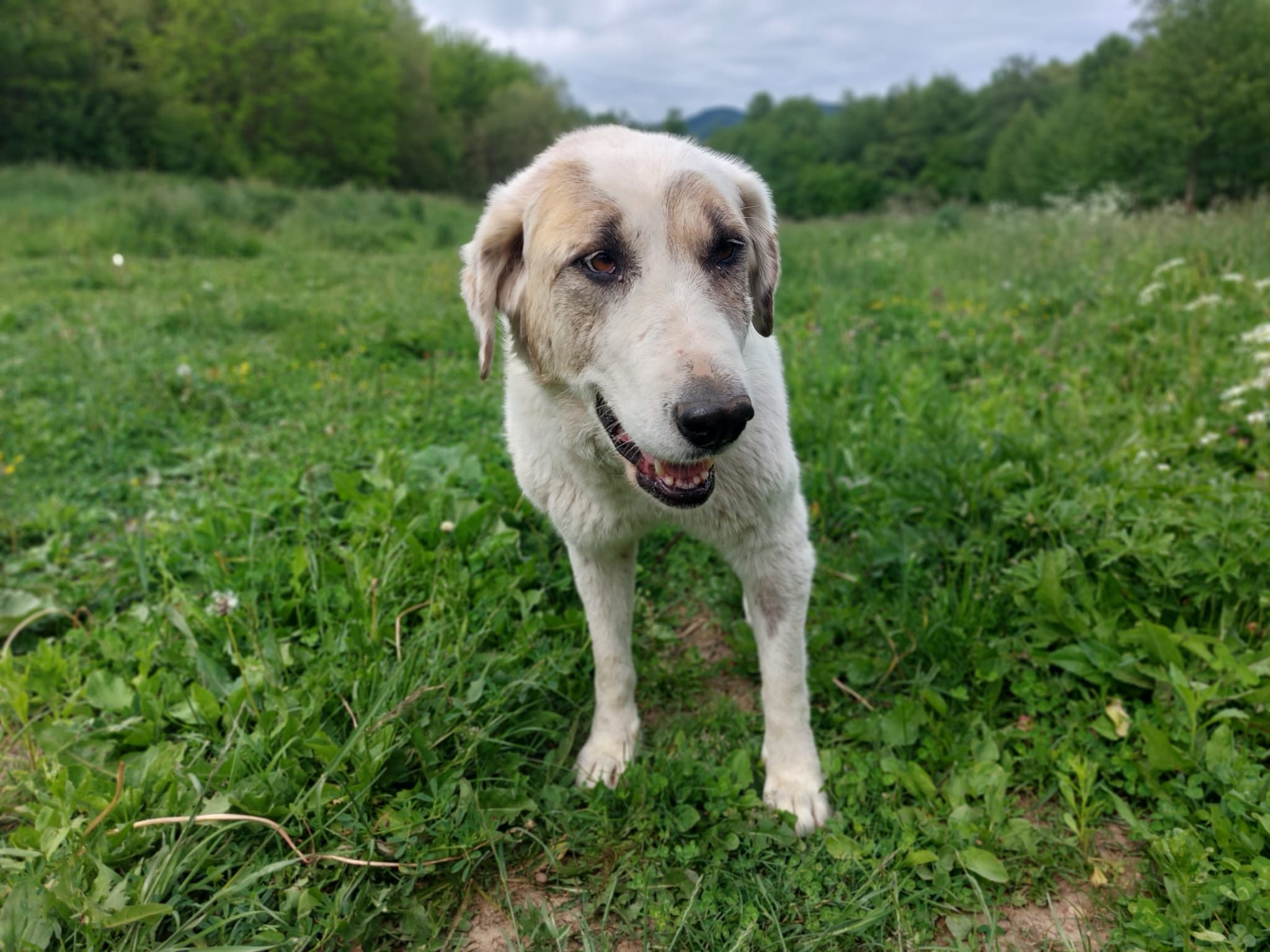 Stella