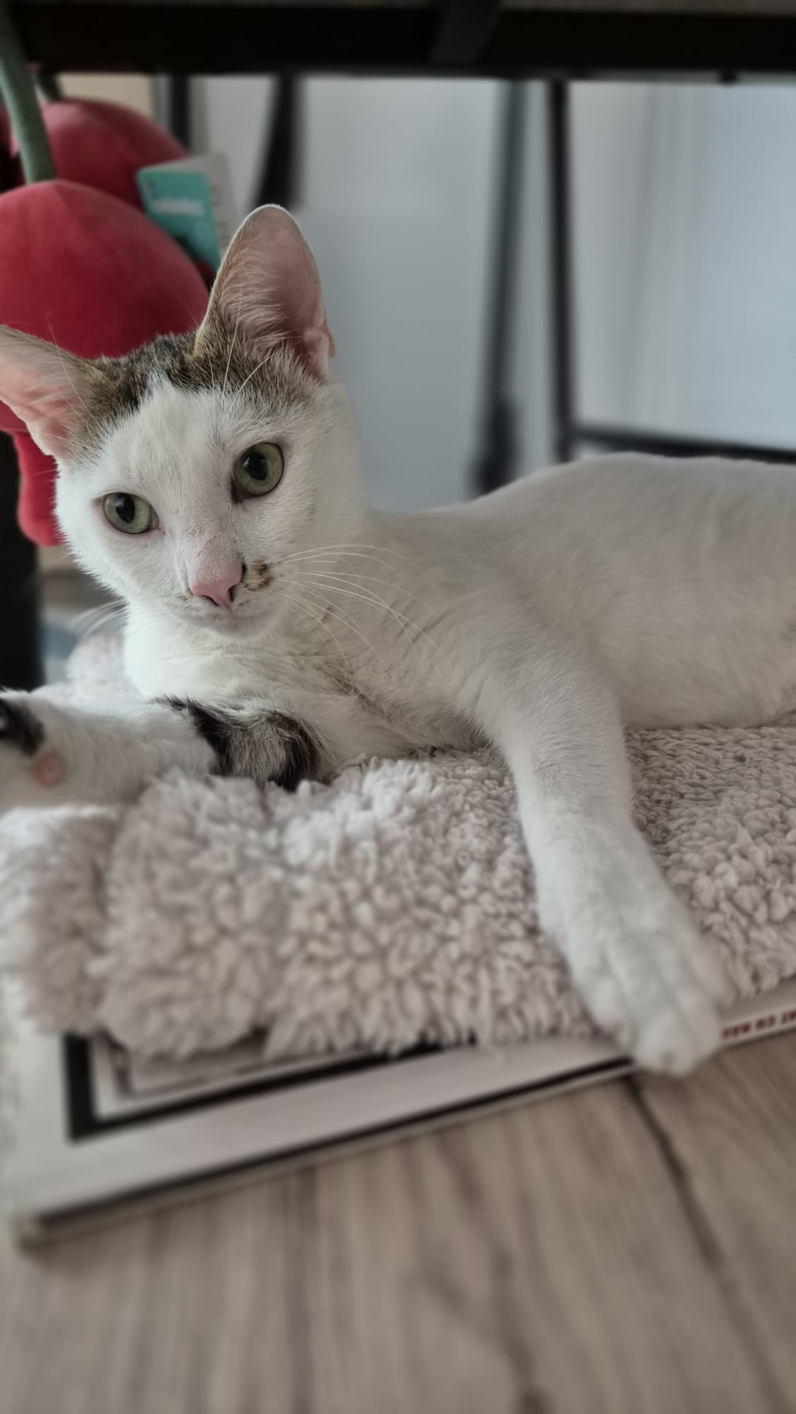 🐱Neugieriger Breton🐱