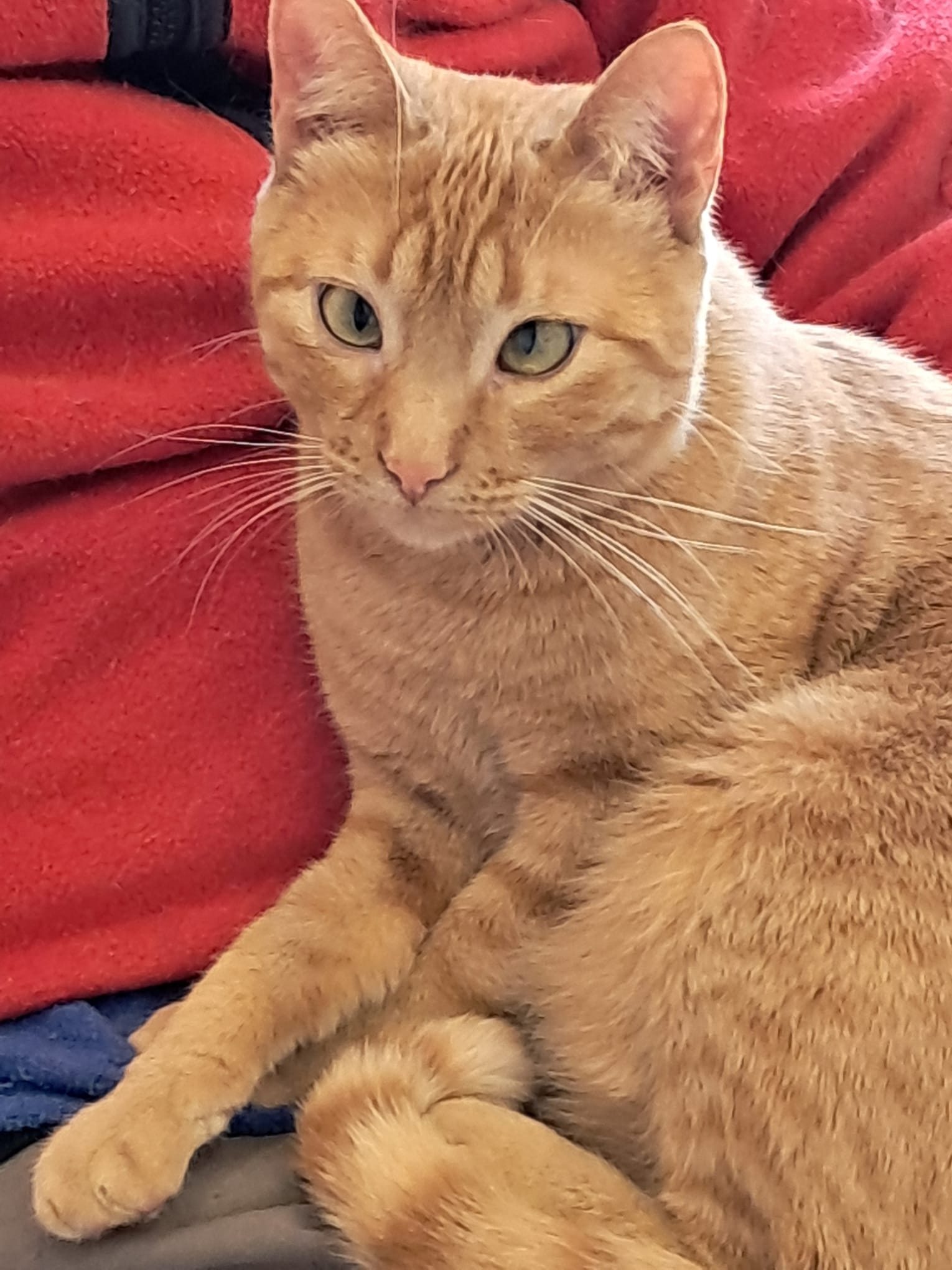 Tili