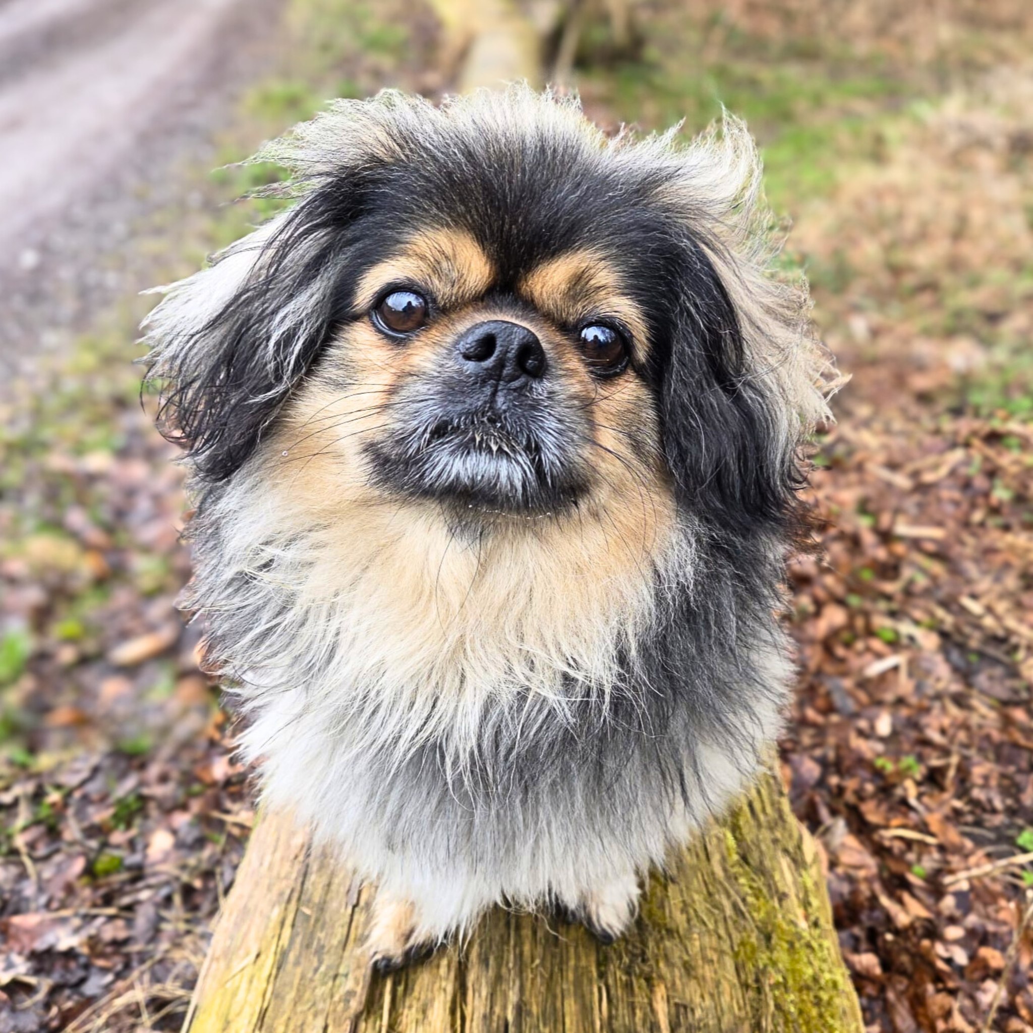 Maik🐾wartet in 33659