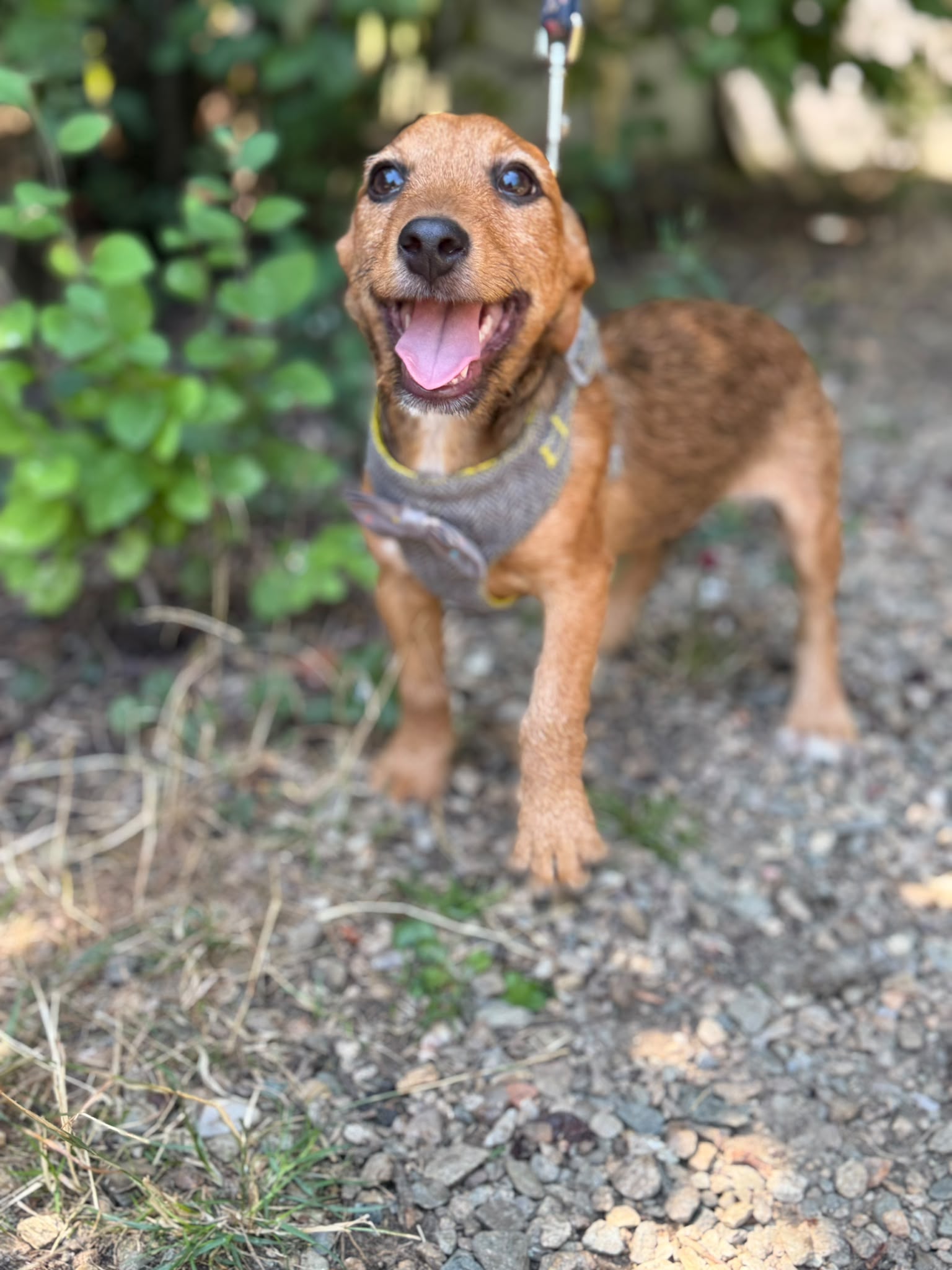 Koda