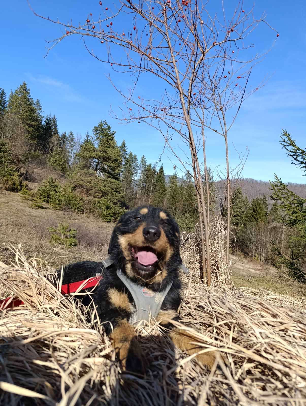 Emma -Jagdterrier Mix