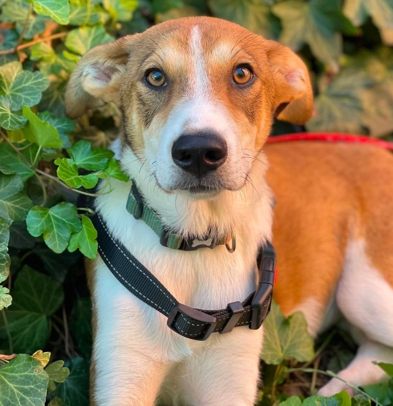 IVY