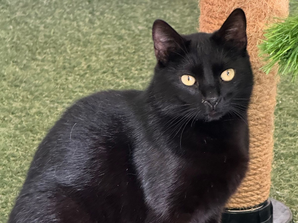 🐱❤️ Schwarzer Kater Luc ❤️🐱