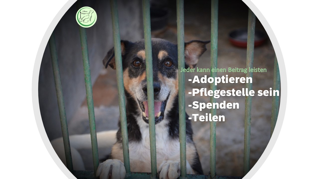 Fellnasen Stuttgart e.V.