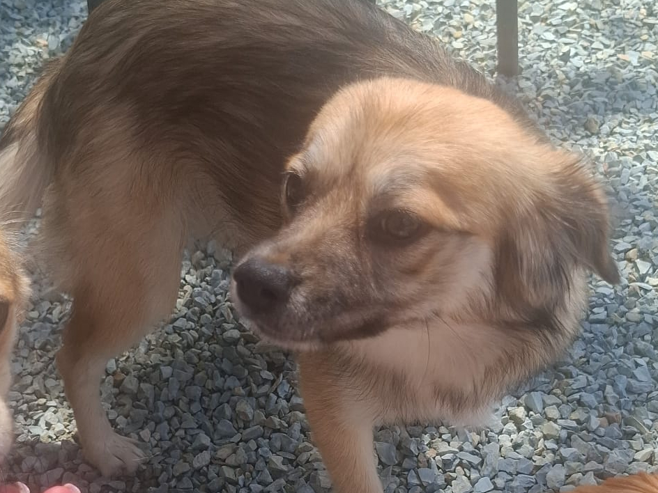 Wilma 🐾🐕