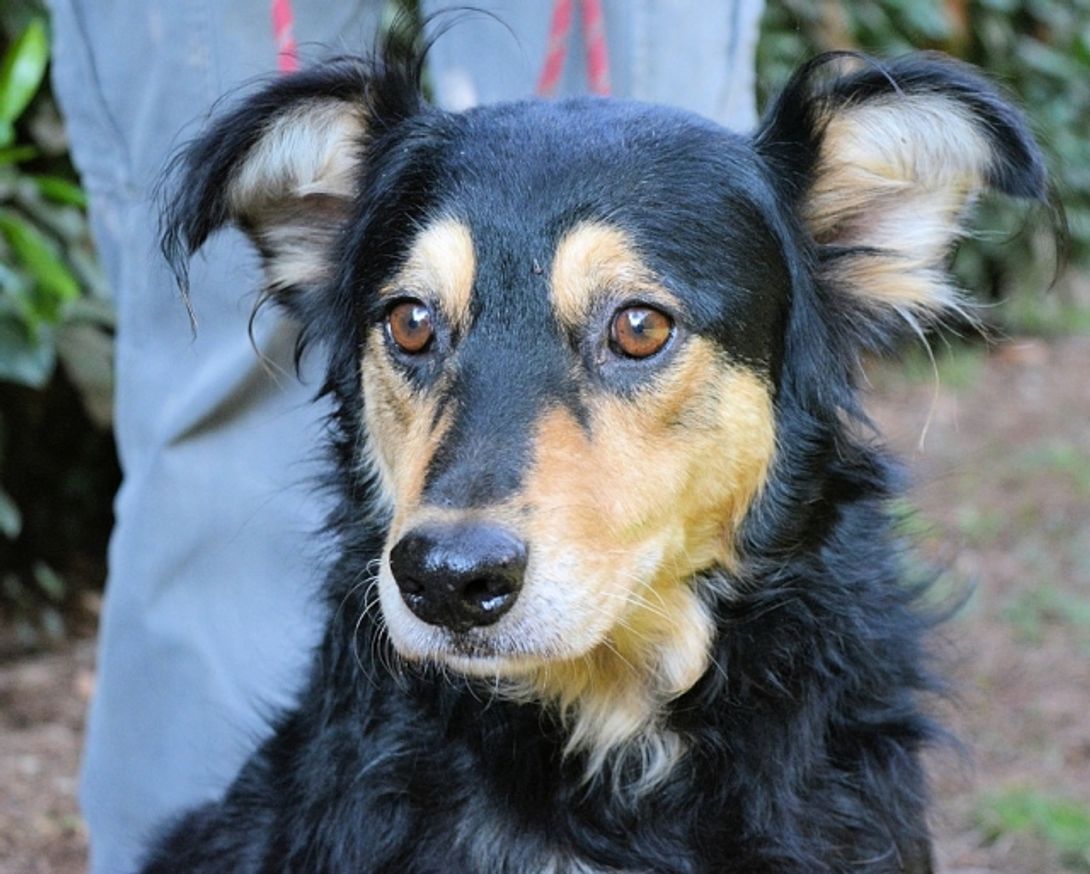 Daxter