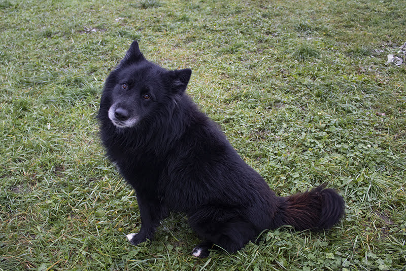 Attila