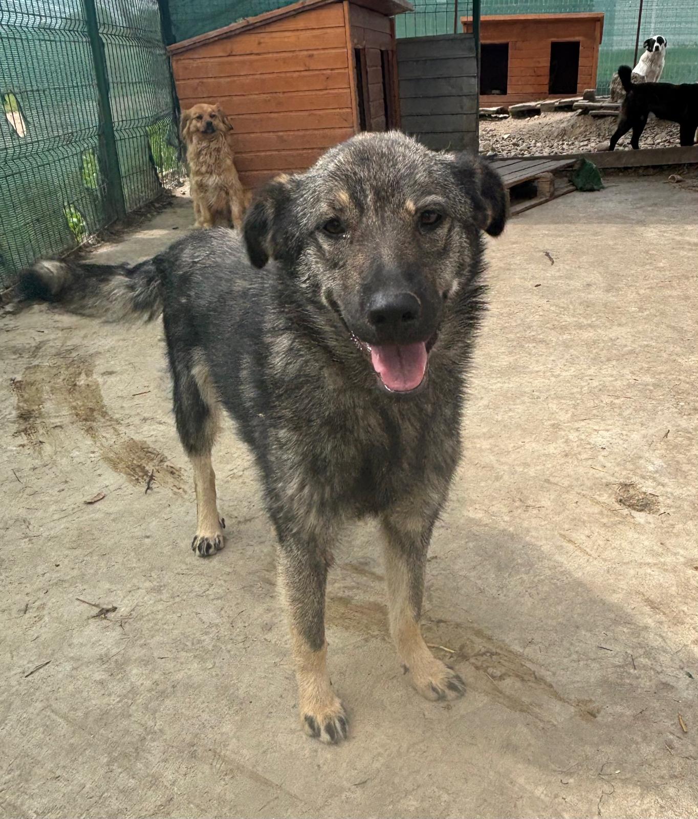 Nandi🐾ruhige Hündin