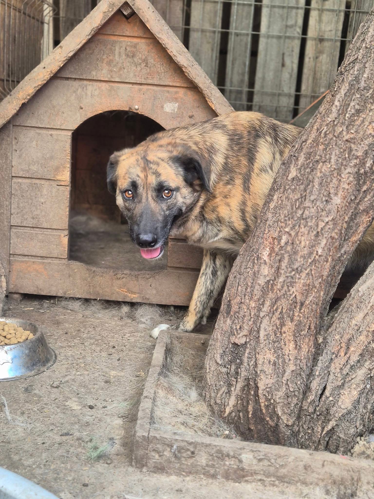 Nala 🐕