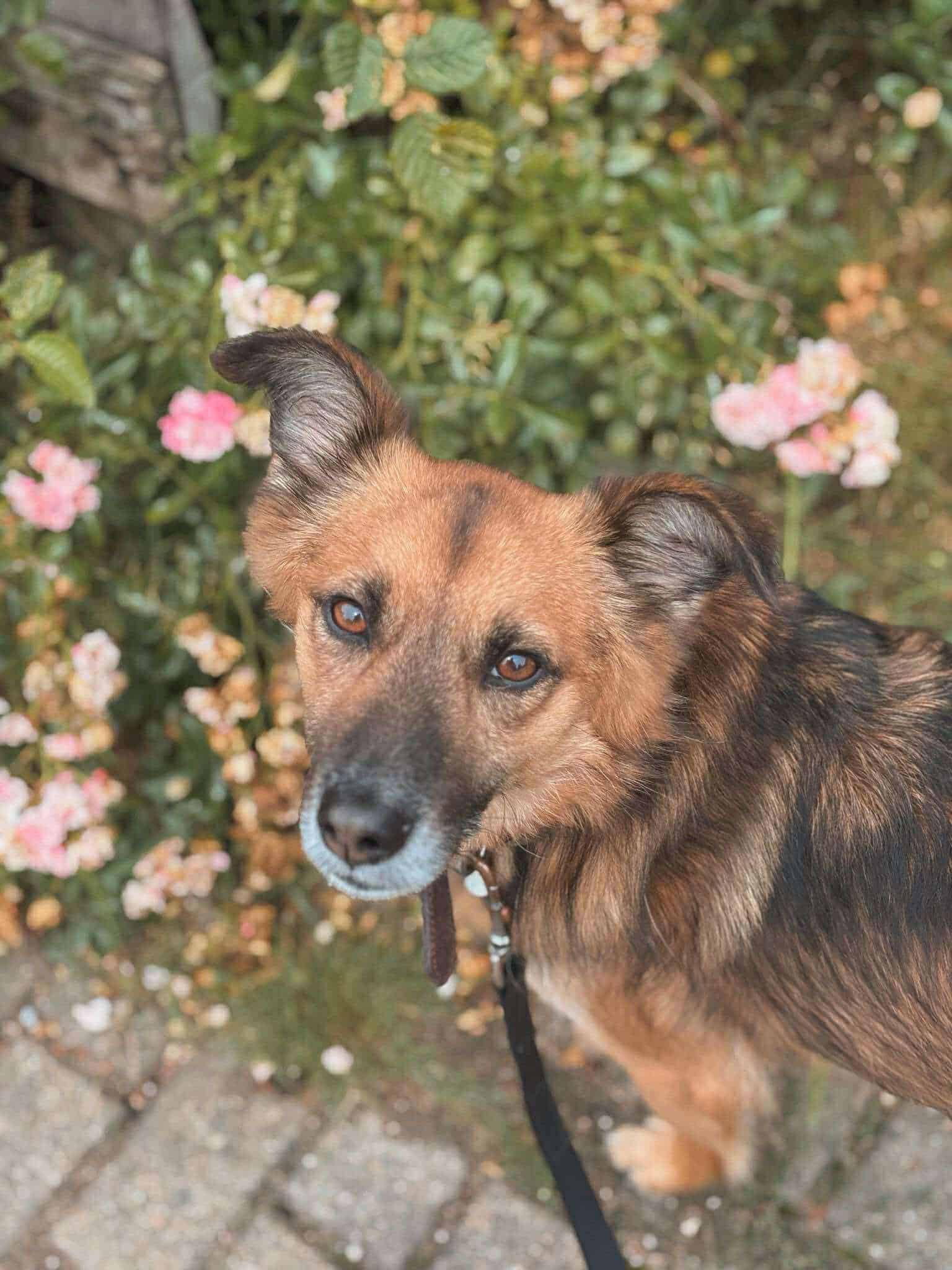 Kali