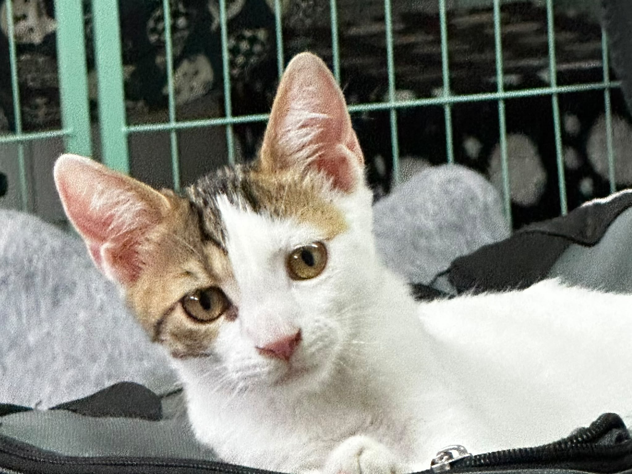 Leo
