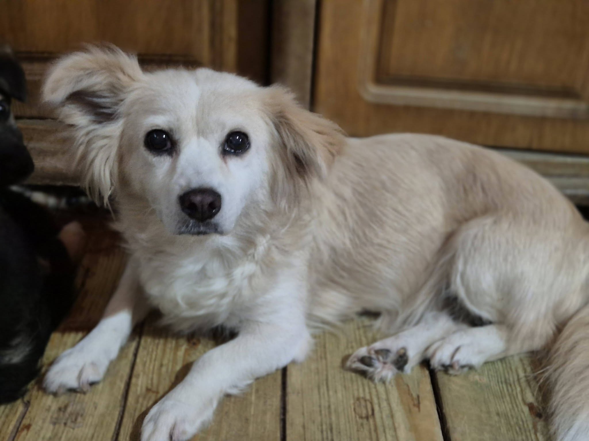Kleine Hündin Bonnie