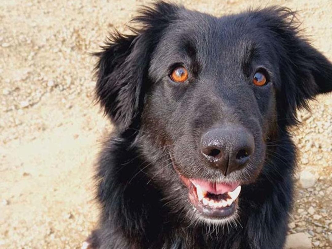 🐶Fröhliche Hündin Kira🐶