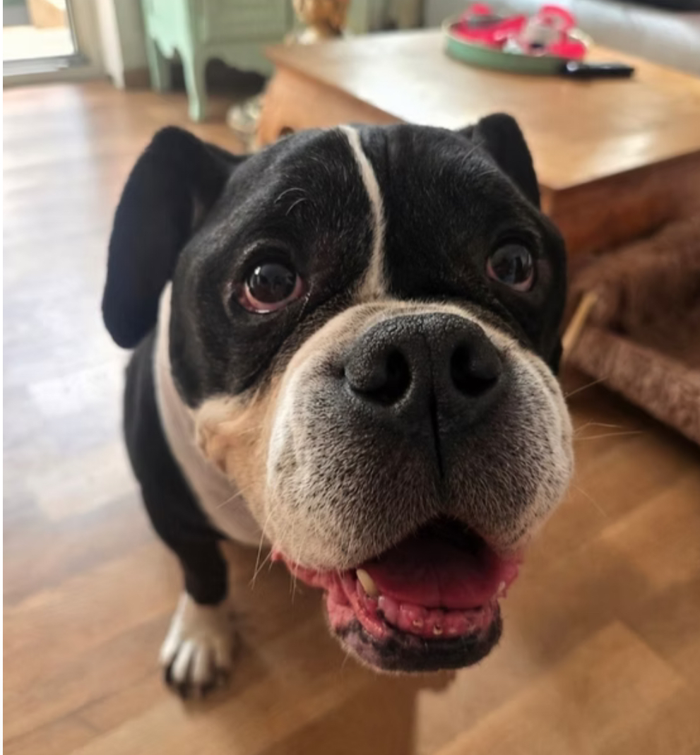 Buddy