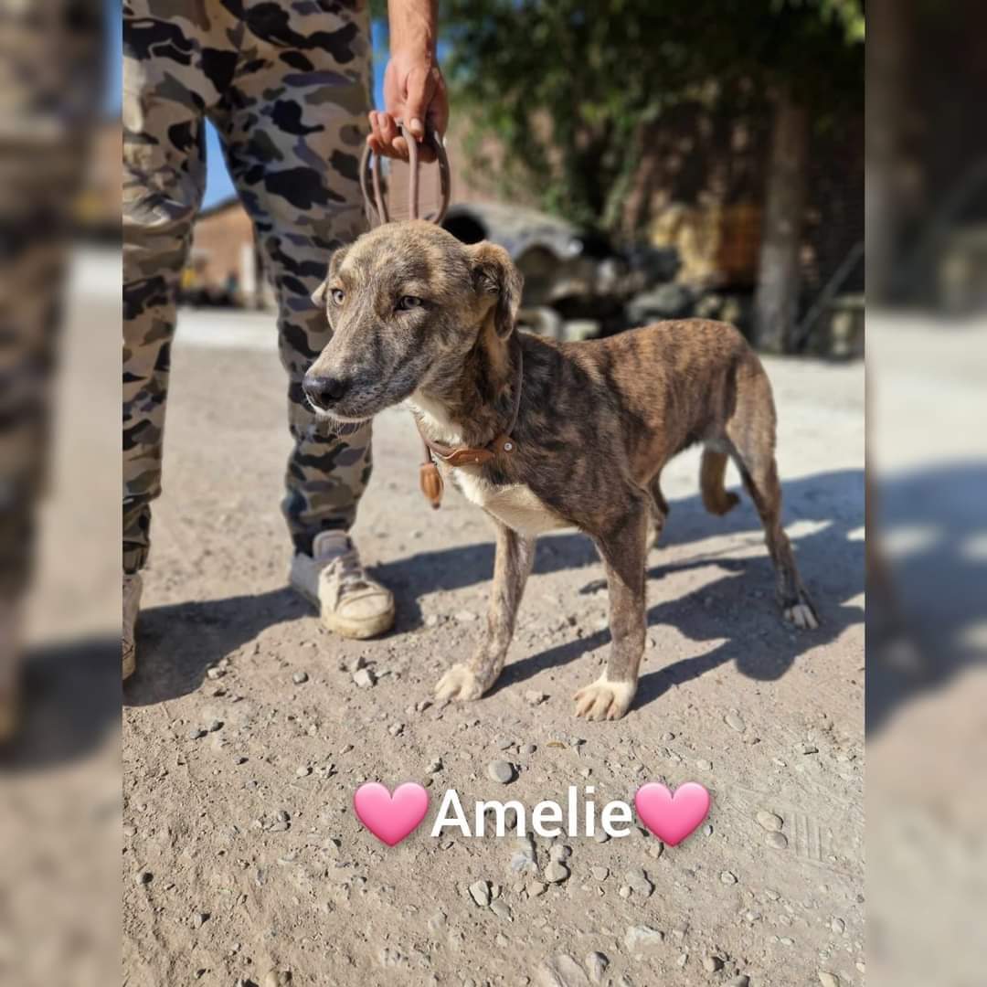 Amelie, lieb und gumütig