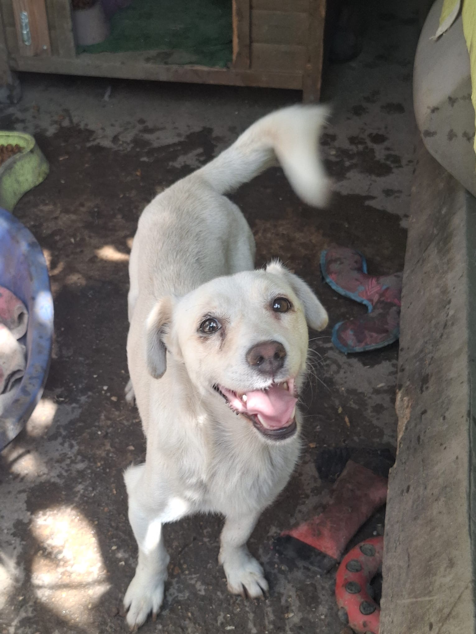 Janko 🐕