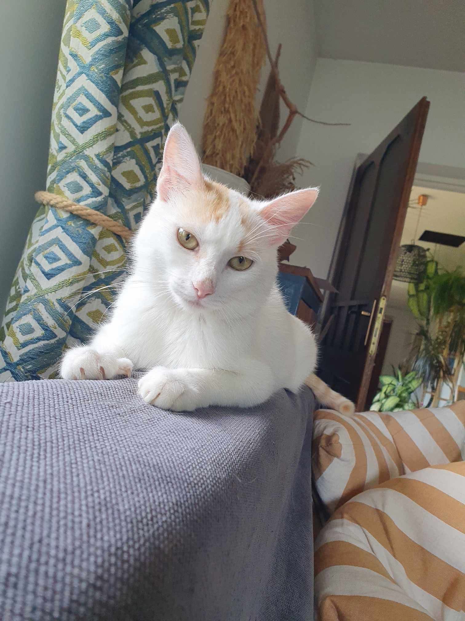 Luna (AA) 🐾🐈