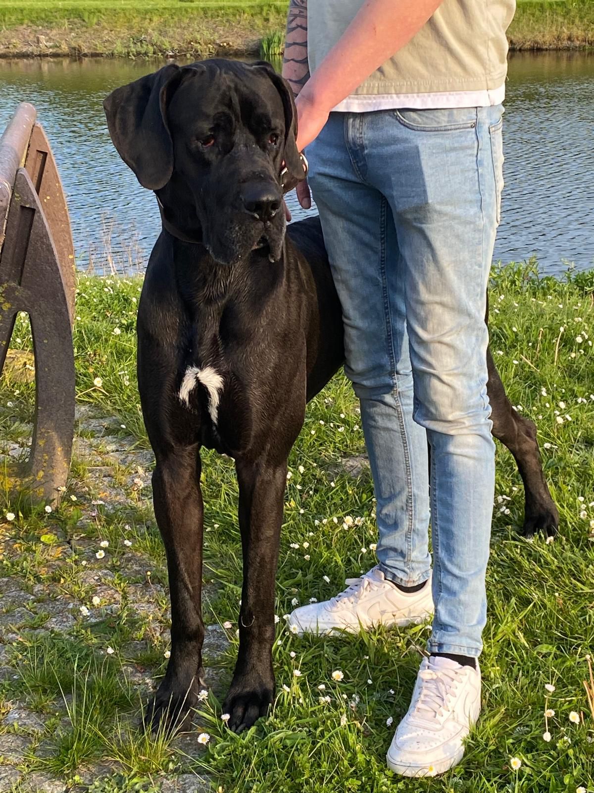 Archie