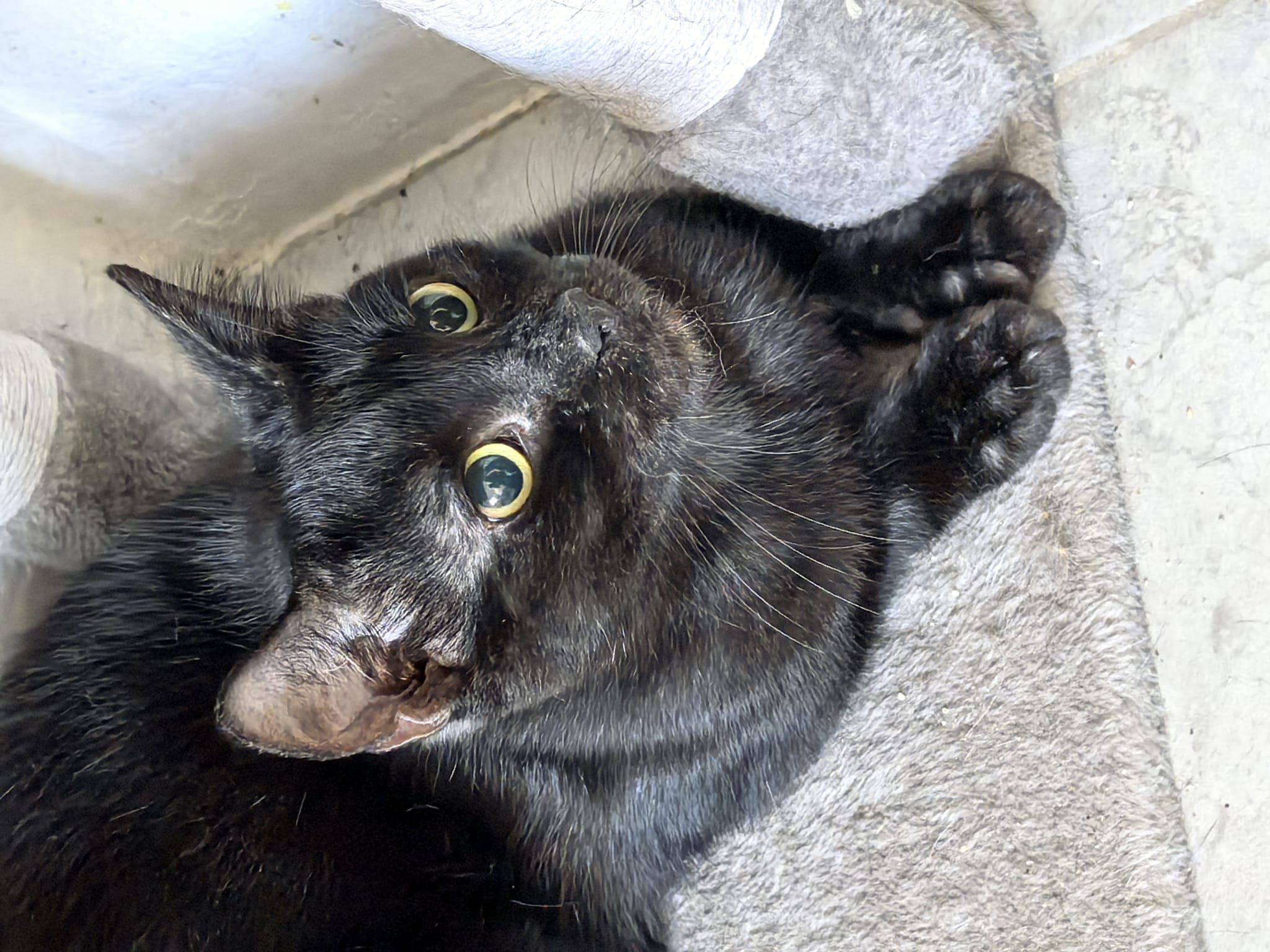 😺🖤 Shadow sucht dich 🖤