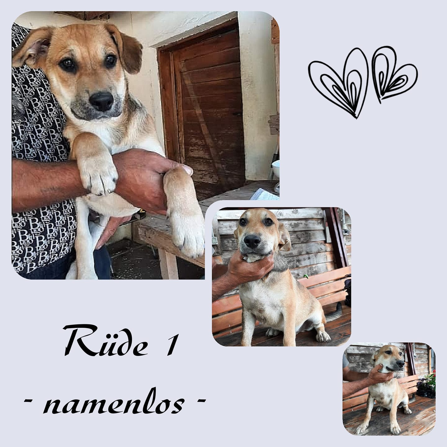 Rüde Spike