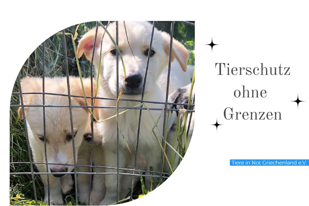 Tiere in Not Griechenland e.V.