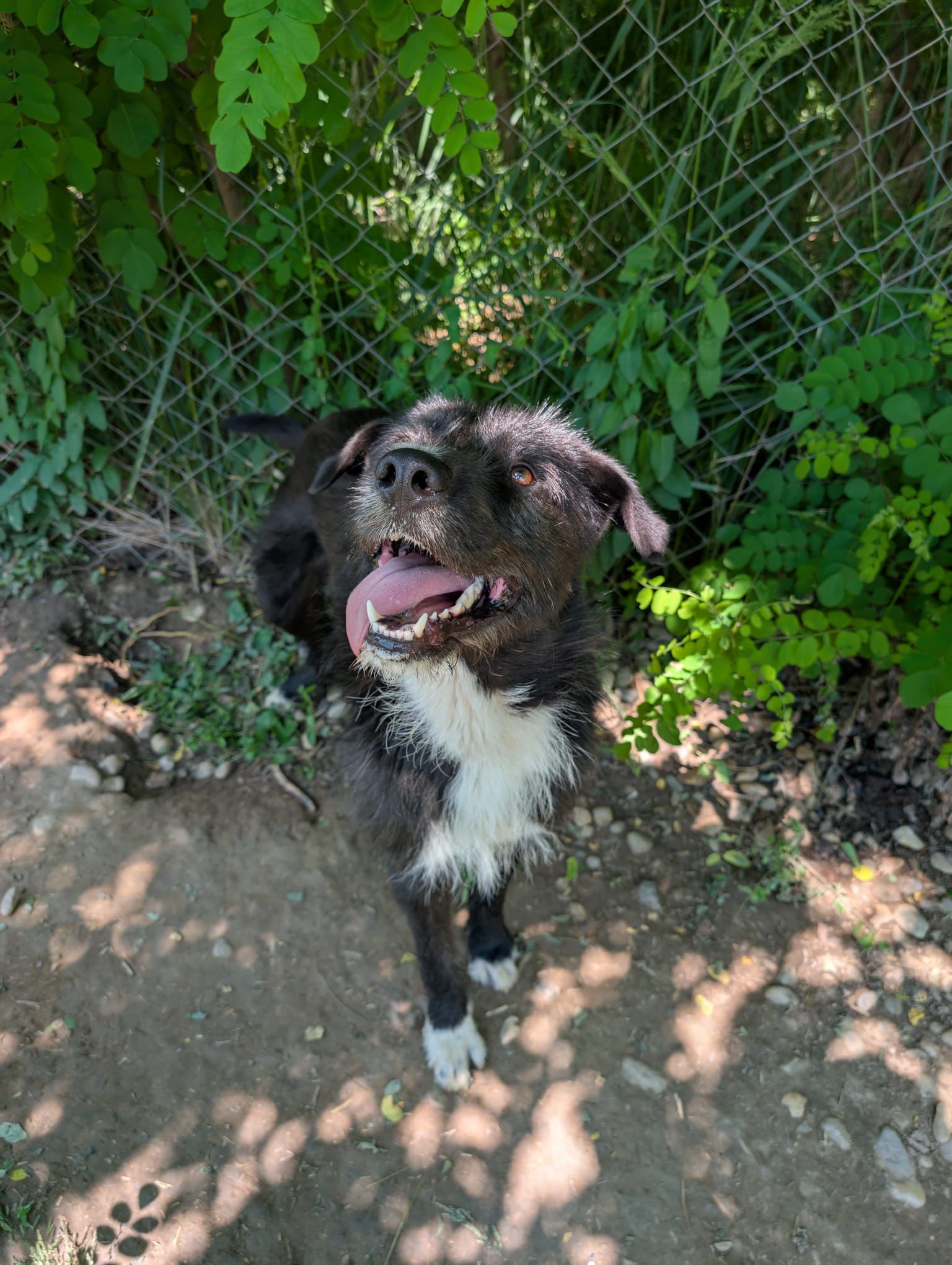 Kalle