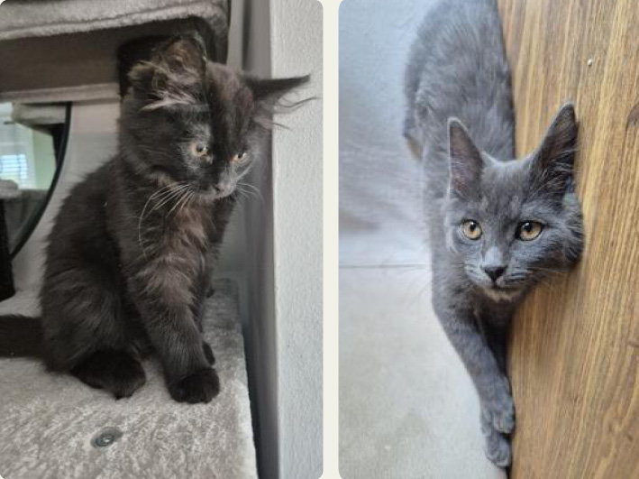 Bluey und Crispy