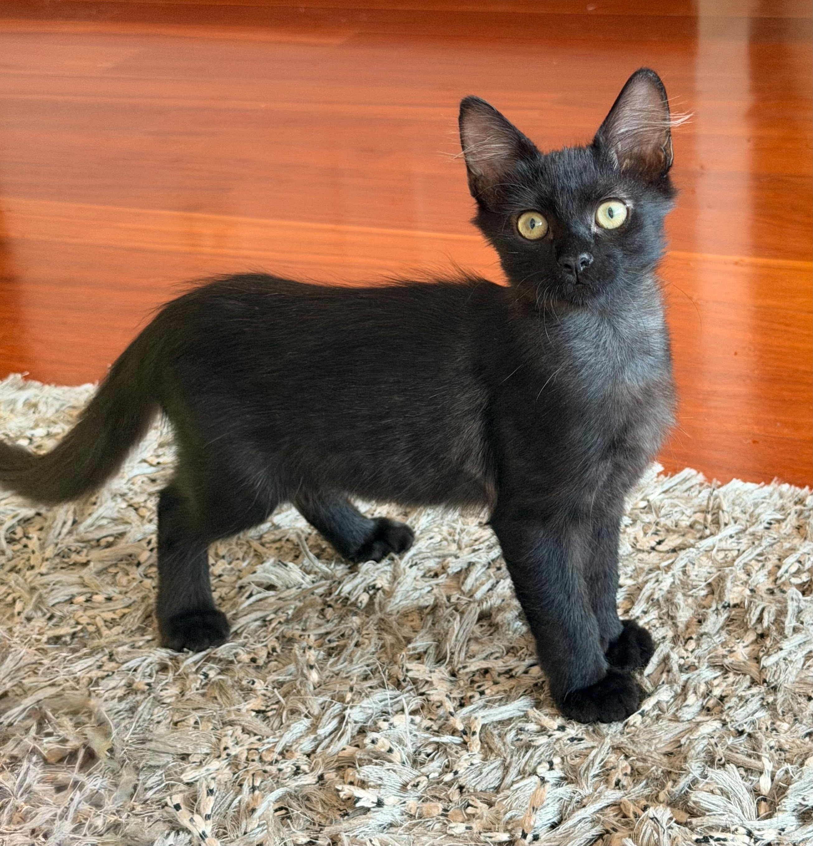 Freddy
