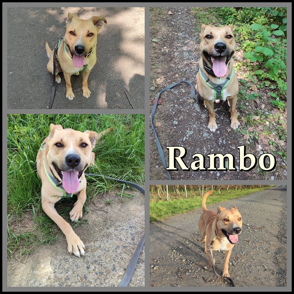 Rambo
