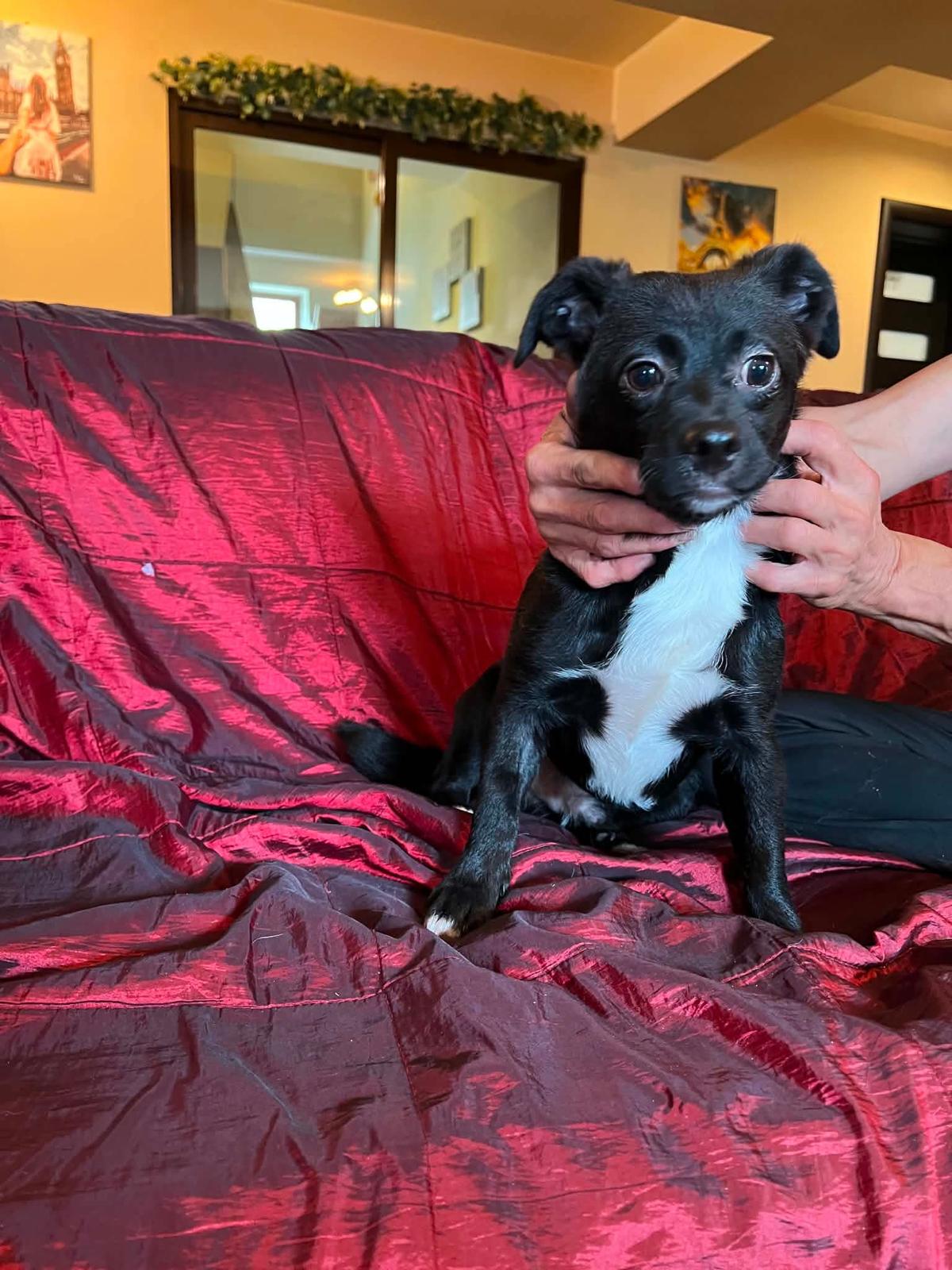 Rex