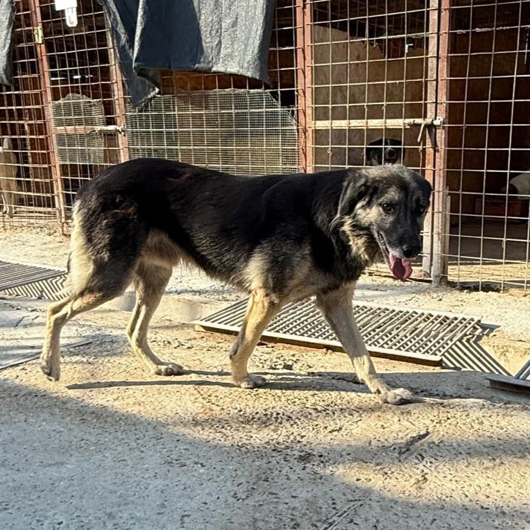 Sven 🐾