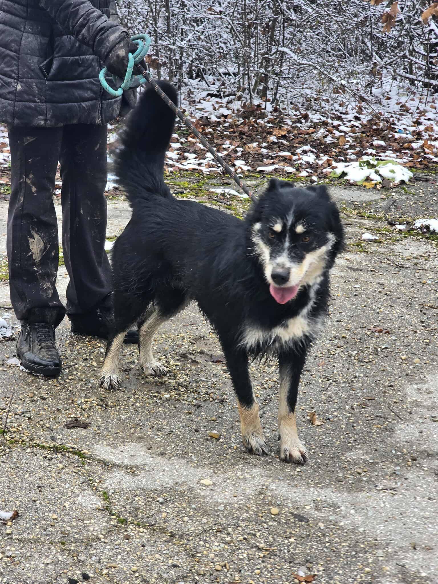Viola ❤️