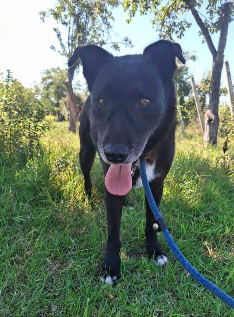 Luka
