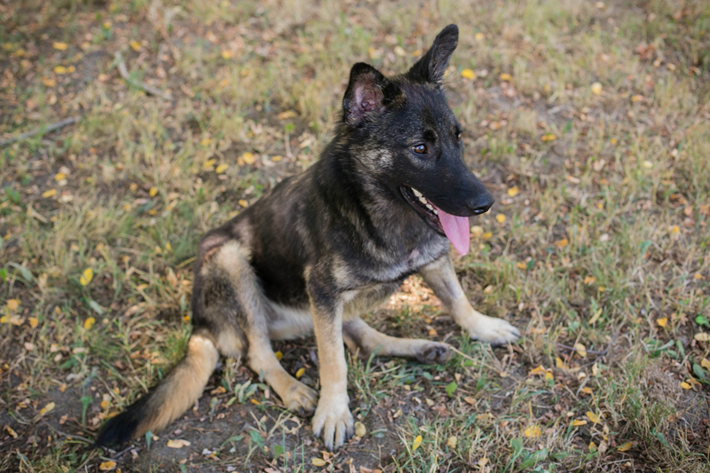 Samira