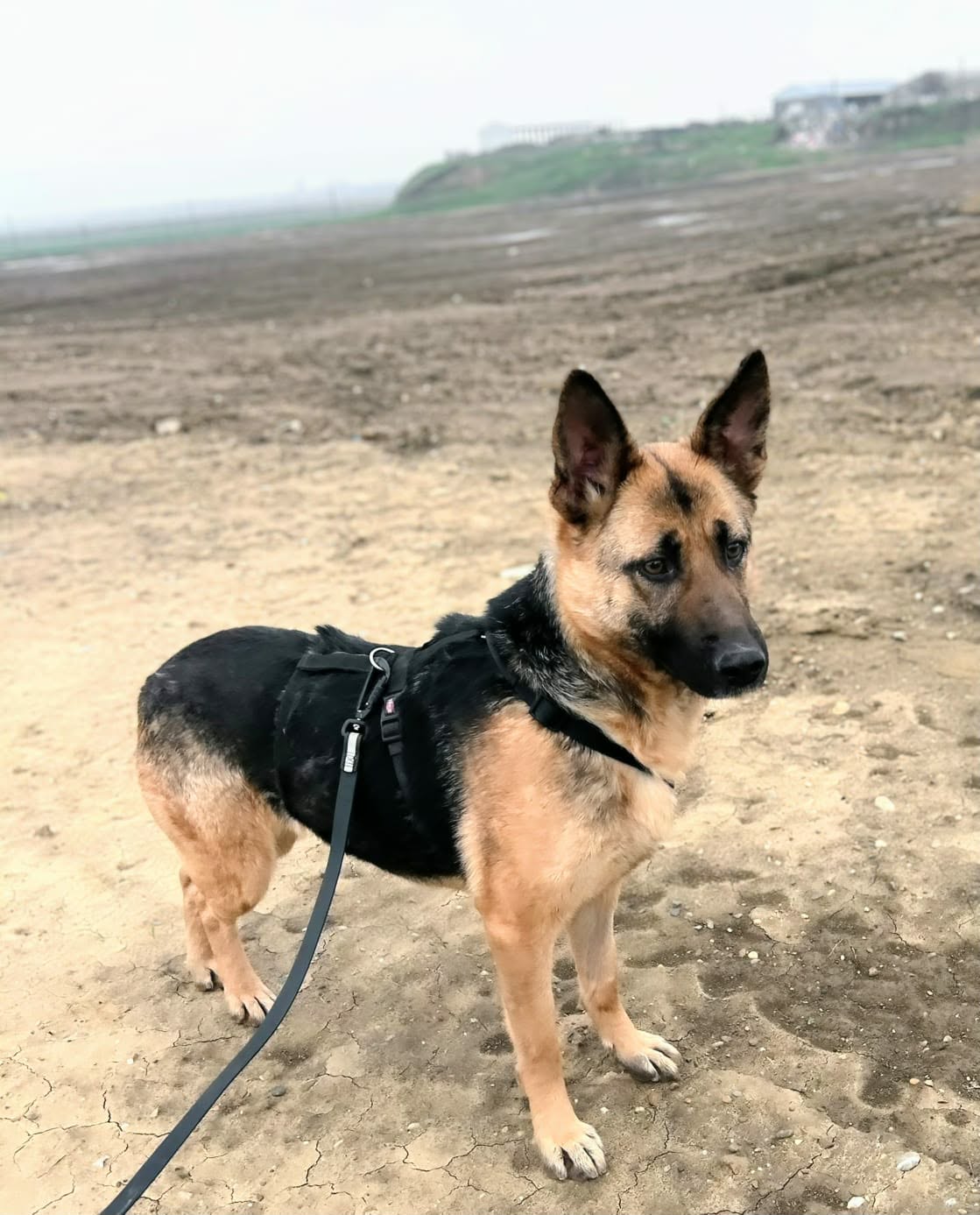 Briska🐾gelehrige Hündin