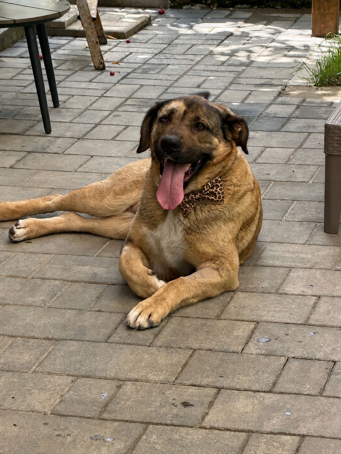 Savannah 🐕