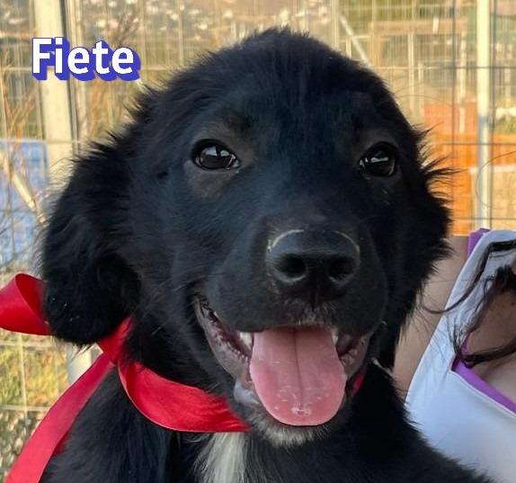 Fiete