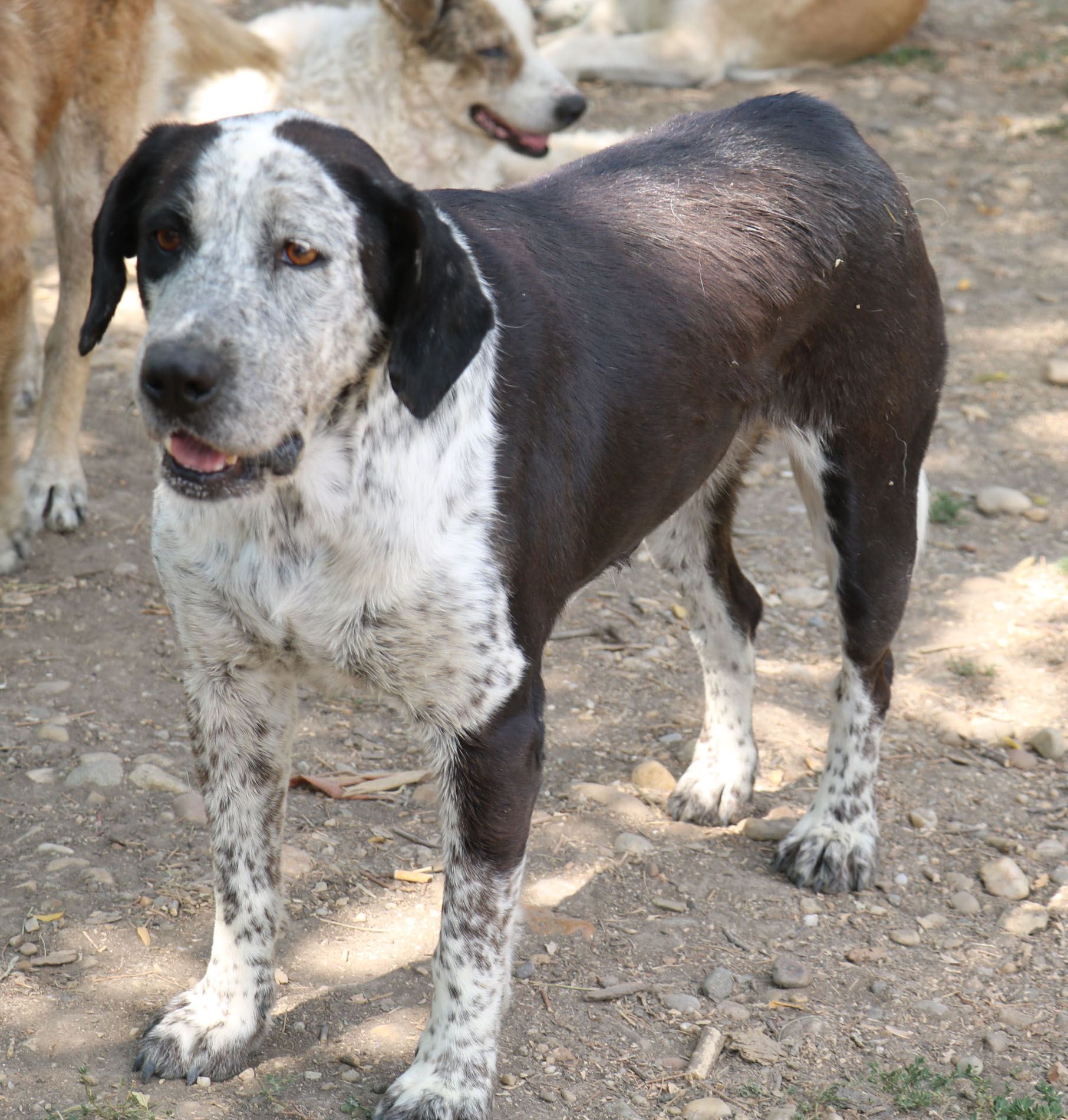 Pepper
