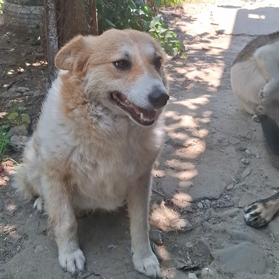 Leila 🐕