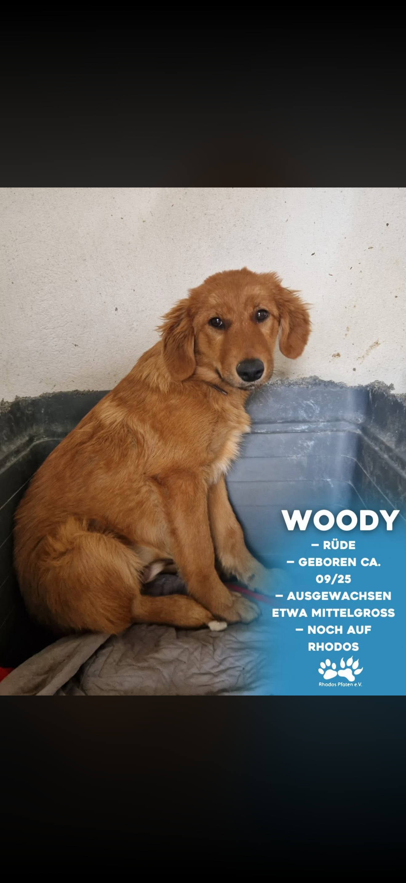 Woody